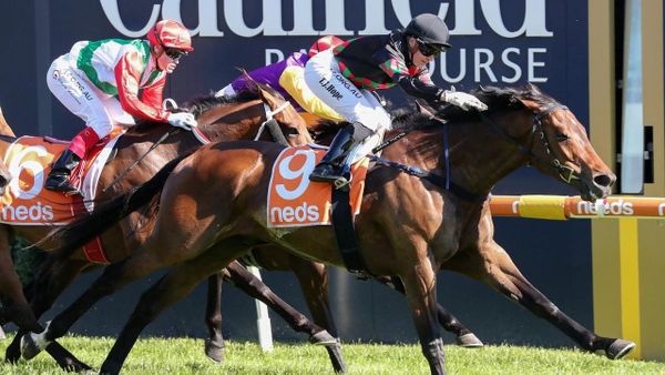 Payne has big opinion of Shocking stayer