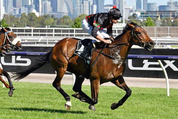 Adelaide Cup tilt likely for Defibrillate