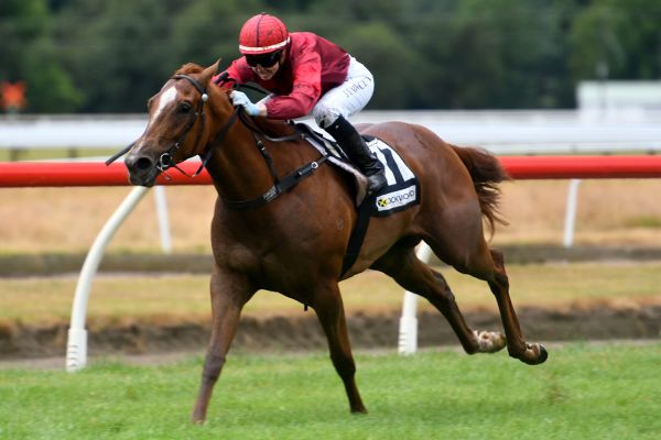 Dream filly makes successful debut at Te Aroha