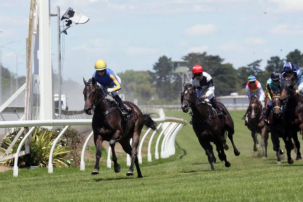 Local galloper impresses at Pukekohe