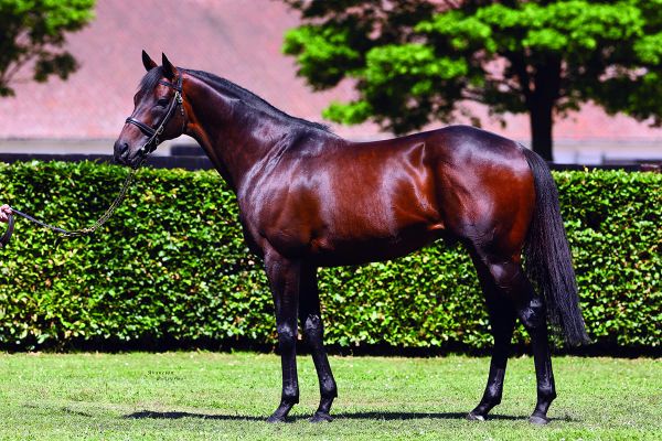 NZB’s National Online Yearling Sale Live on Gavelhouse Plus