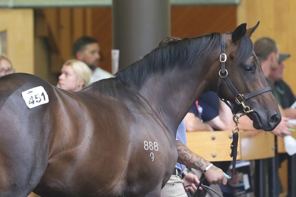 First season sire provides highlight for Rich Hill Stud