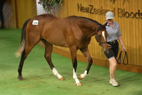 Ardsley Stud play key role in bumper day at Karaka