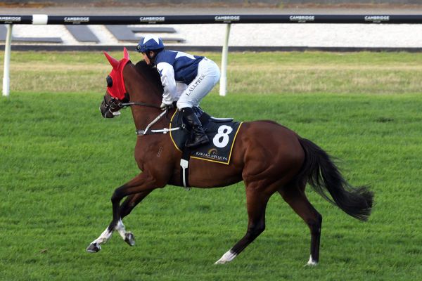 Montre Moi presents Derby credentials in Karaka Million 3YO Classic