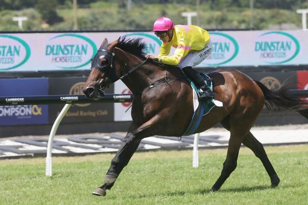 Star Tsar on Cups path following Ellerslie victory