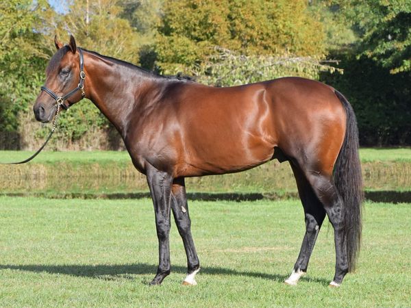 War Decree to fly southern flag at Karaka