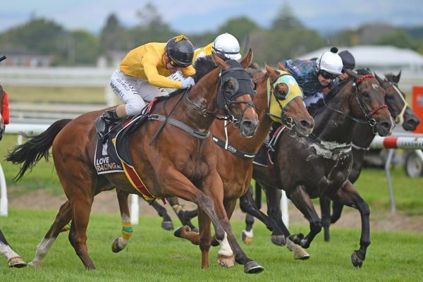 Callsign Mav thriving ahead of Te Rapa sprint