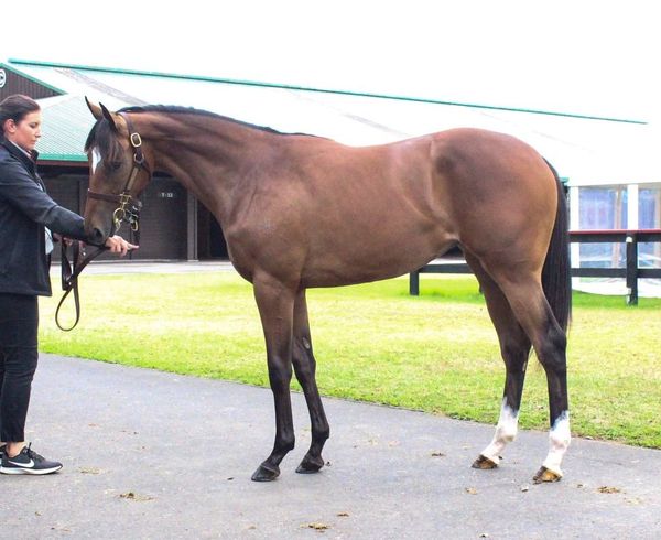 Country Championships Final beckons Charmmebaby
