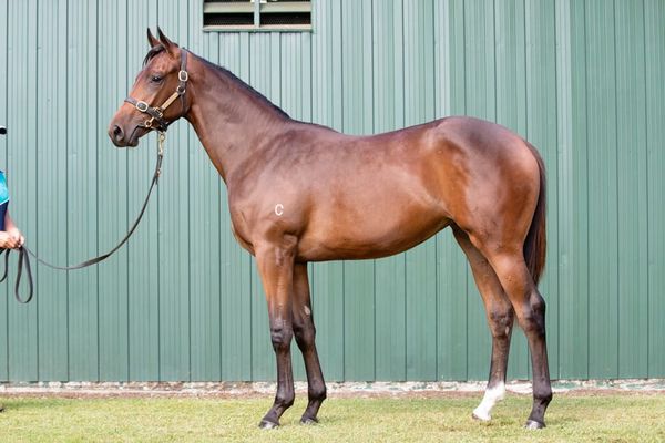 Chequerboard captures Tasmanian Oaks