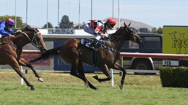 Dark Alley bounces back at Hastings