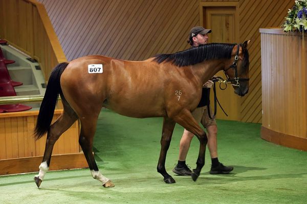 Lion’s Roar in for good autumn