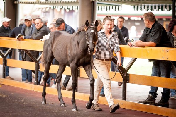 NZB weanling catalogue online