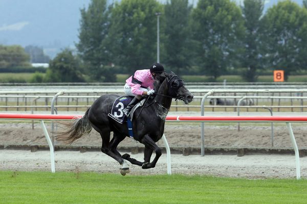 Stakes assignment for promising three-year-old