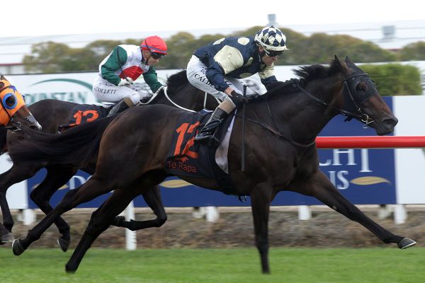 Tokorangi gets deserved stakes victory in Waikato Guineas