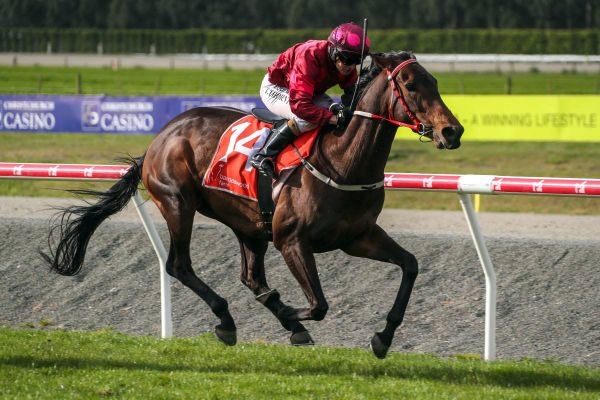 Irish Girl resumes at Tauranga