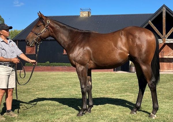 NZB South Island Sale now live online