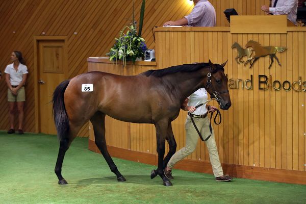 Oaks heroine a new star for Waikato Stud’s Jacqwin line