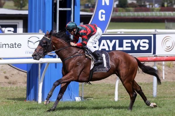 Derby winner makes the most of Tauranga outing