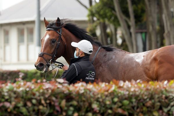 The Irishman to Phar Lap