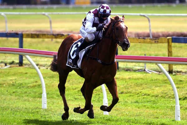 Babylon Berlin ready for stern test at Ellerslie