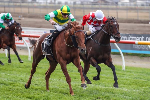 Beauden primed for Livamol