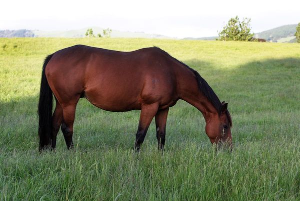 Entries open for Broodmare sale