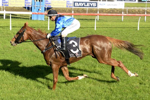 Tauranga double for Mirabelli