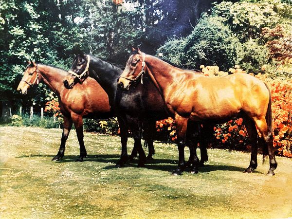 Sunbride to join iconic broodmares in Hall of Fame