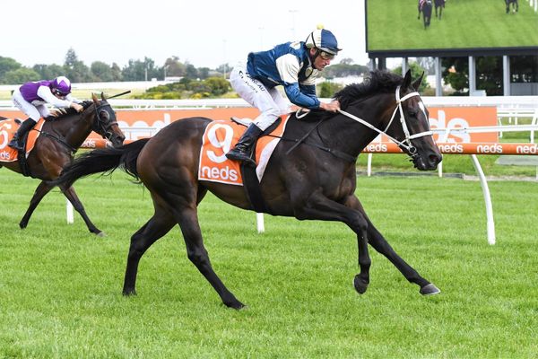 Big spring tipped for Impecunious