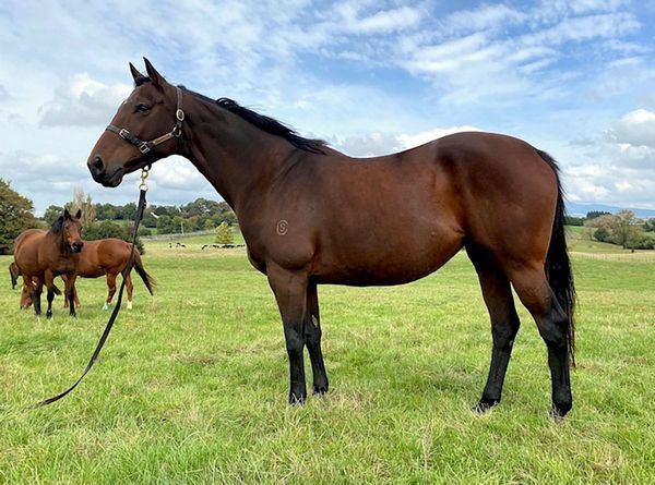Pedigree update for Lady Fenuala in Rider Horse NZ Dispersal