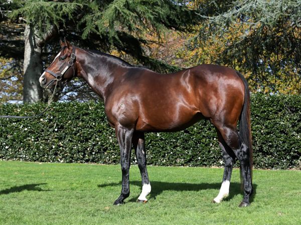 Quality Assortment of Sires in National Weanling Sale