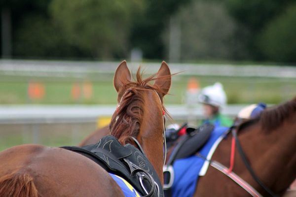 NZTR announces next round of Stakes Innovation Fund decisions