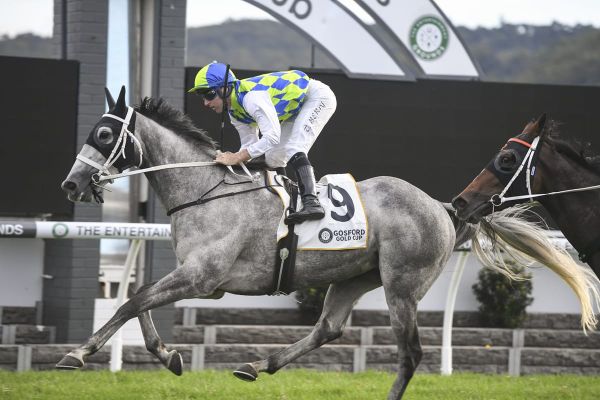 Gift horse Polly Grey wins Gosford Cup