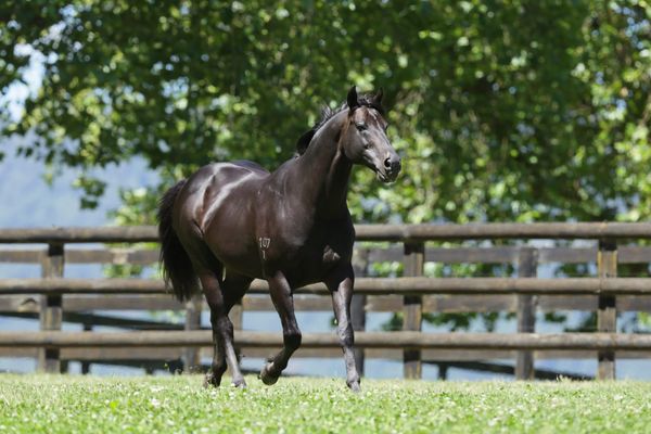 Savabeel heads Waikato Stud stallion roster