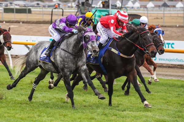 Blackadder drawn north with Tellyawhat