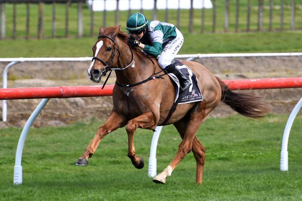 Talented galloper to make raceday return