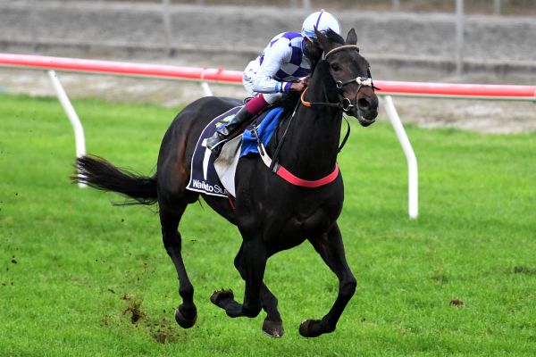 Matamata breakthrough for Colin Oscopy