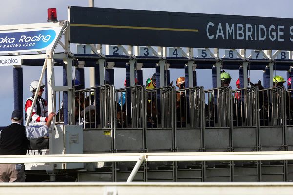 Starting Gate mishap nearly derails Ruakaka meeting.