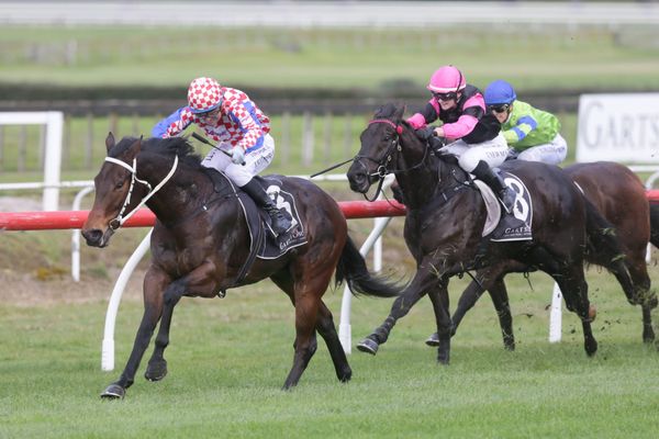 Gospodin an exciting prospect for Tauranga trainer