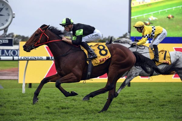 Tavistock 4yo lands McKell Cup