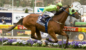 Cox Plate champion Maldivian dies