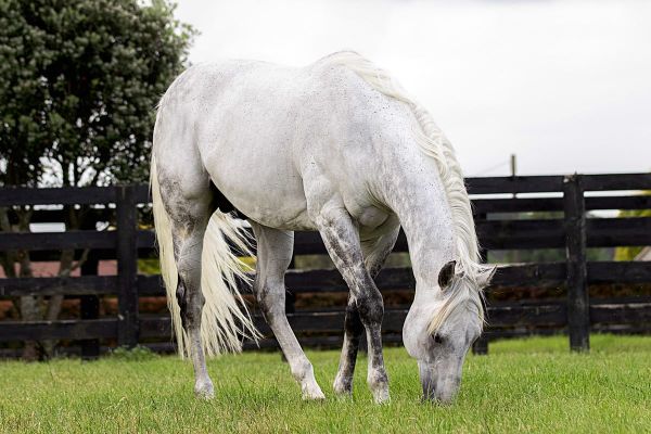 Vincent is Truly Reliable