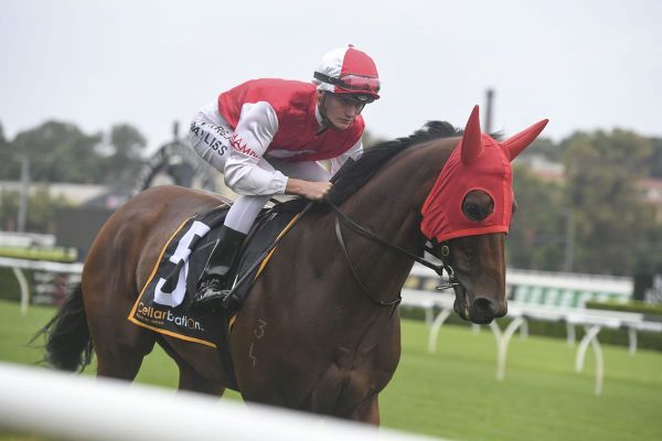 Ocean Park gelding wins Ramornie