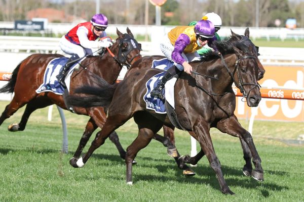 Elephant ready to roll at The Valley