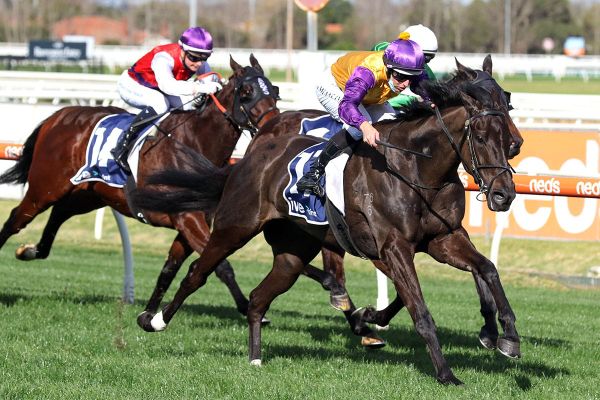 Elephant thriving ahead of Sandown Stakes