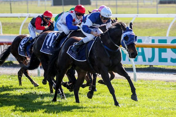 NZB Ready to Run Sale Trainer Series to Resume
