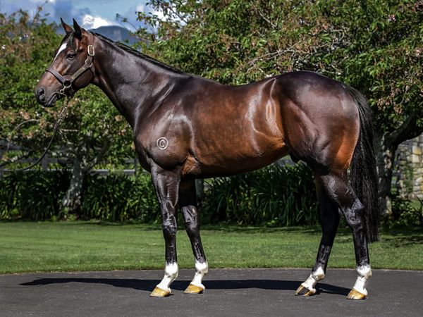 Tivaci gelding impressive