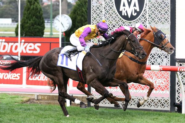 Positives taken from Elephant loss