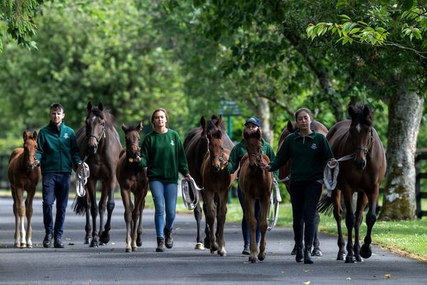 Applications open for Irish National Stud scholarship