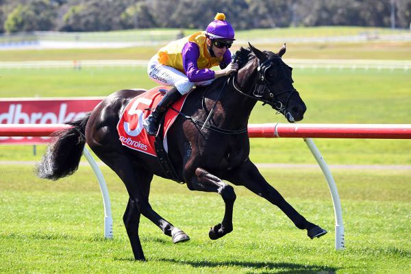 Derby trial awaits Rhinoceros